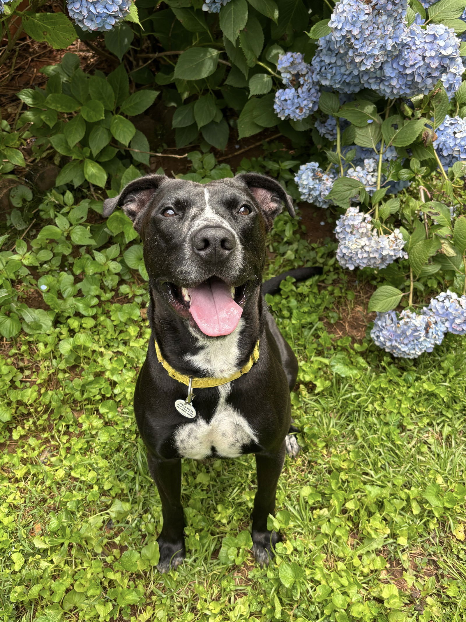 adoptable Dog in Rockaway, NJ named Scout Lizman