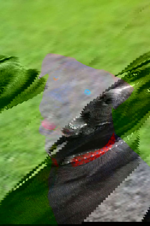 Deon Dior Lizman