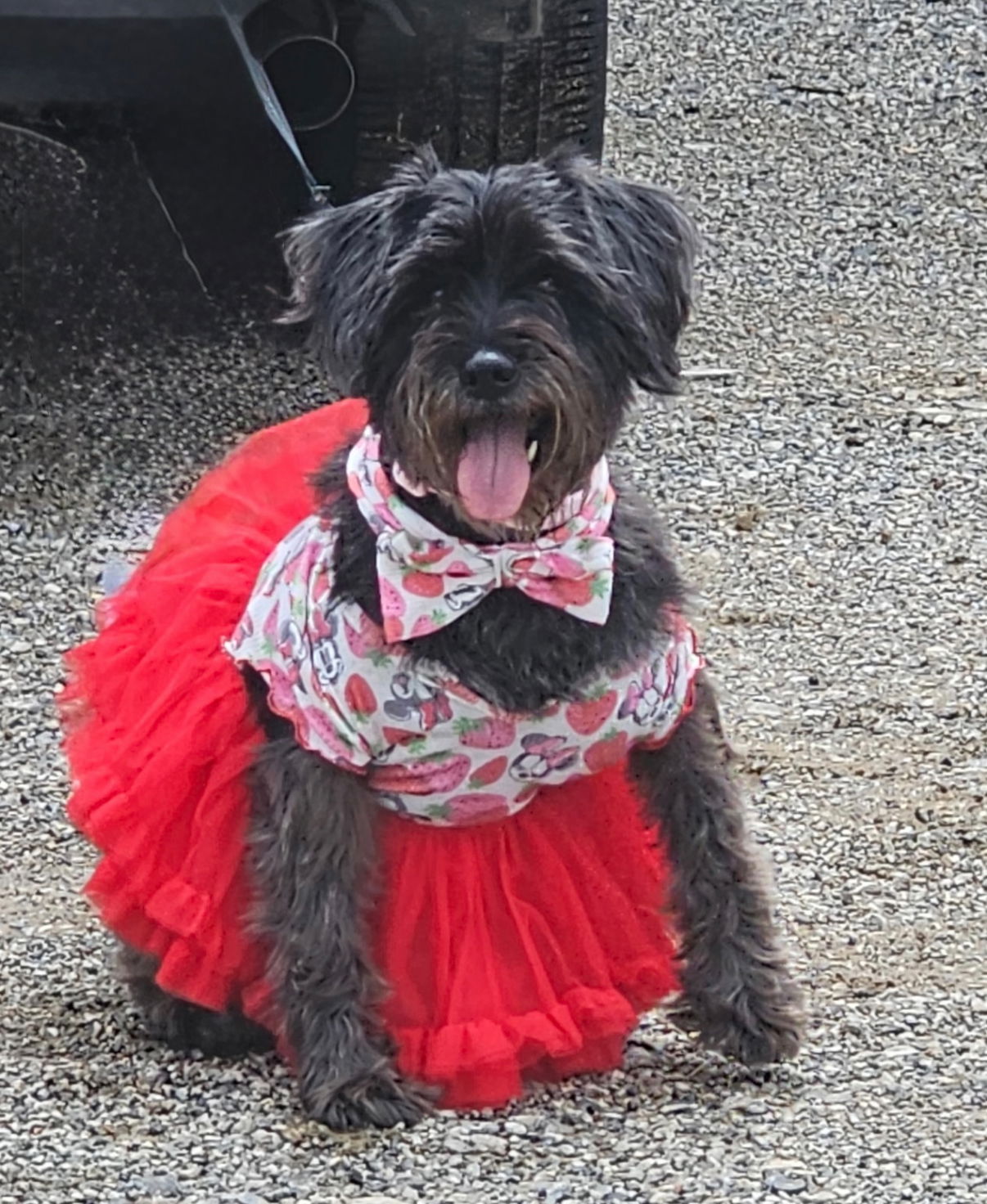 adoptable Dog in Rockaway, NJ named Chiva Lonestar