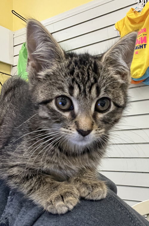 Coco KITTEN