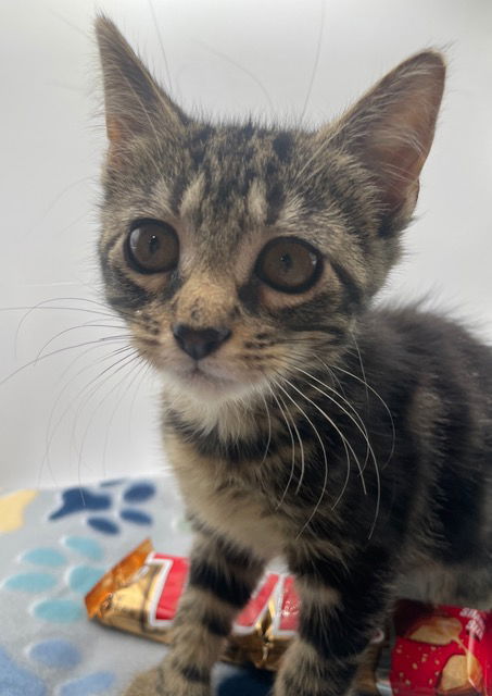 Twix KITTEN