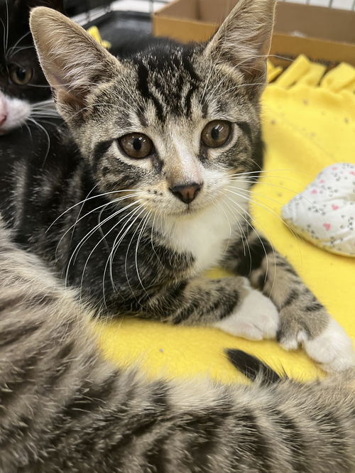 Snickers KITTEN