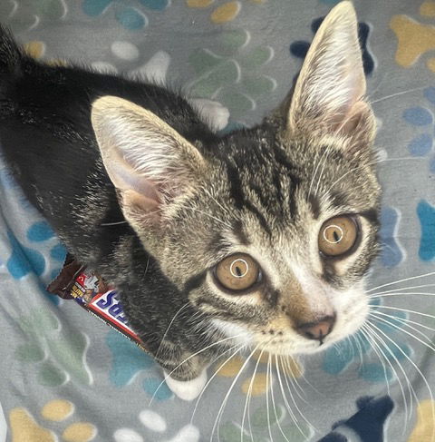 Snickers KITTEN