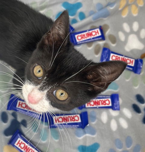 Crunch KITTEN