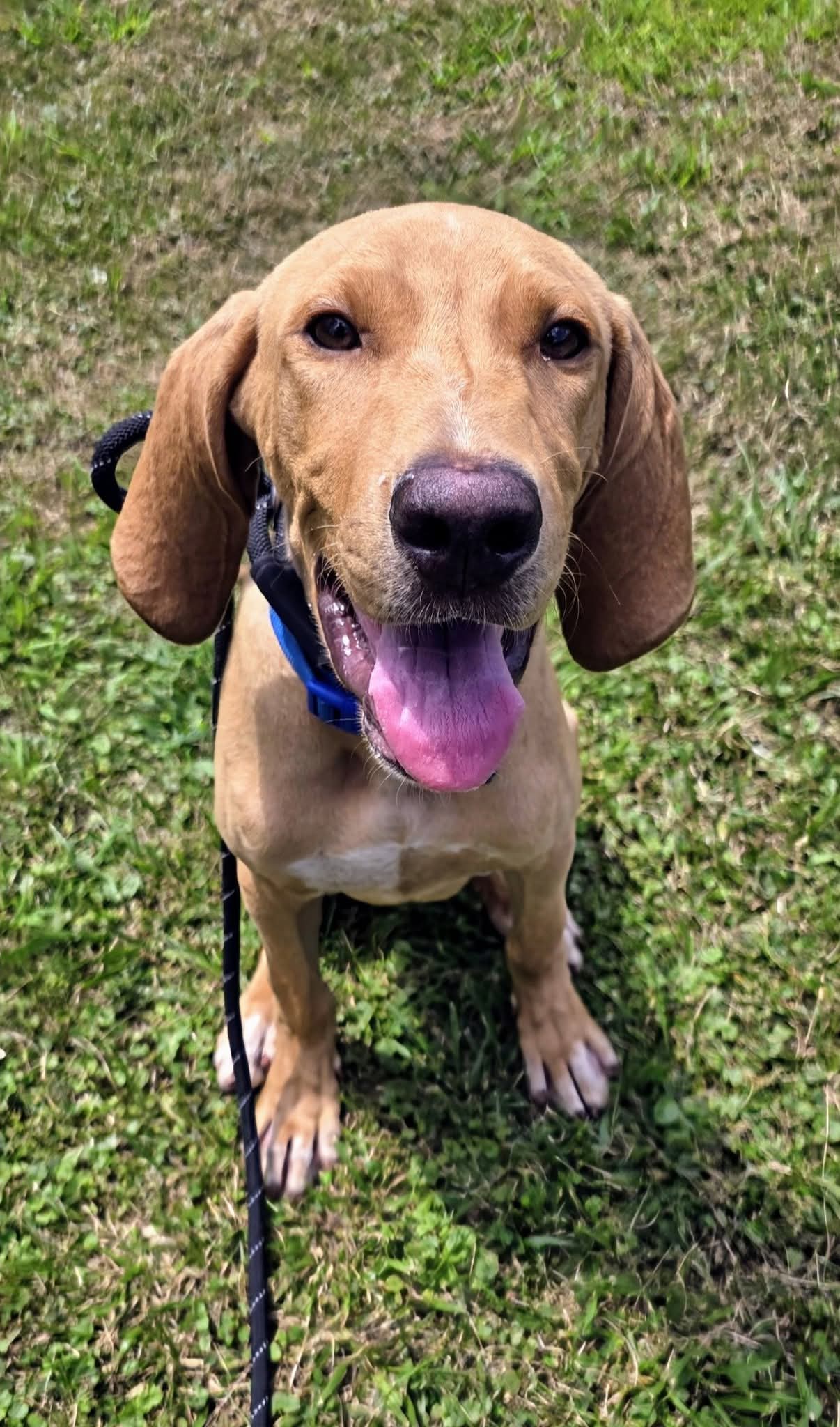 adoptable Dog in Rockaway, NJ named Marshall SCAS