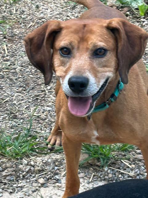 adoptable Dog in Rockaway, NJ named Jack SCAS