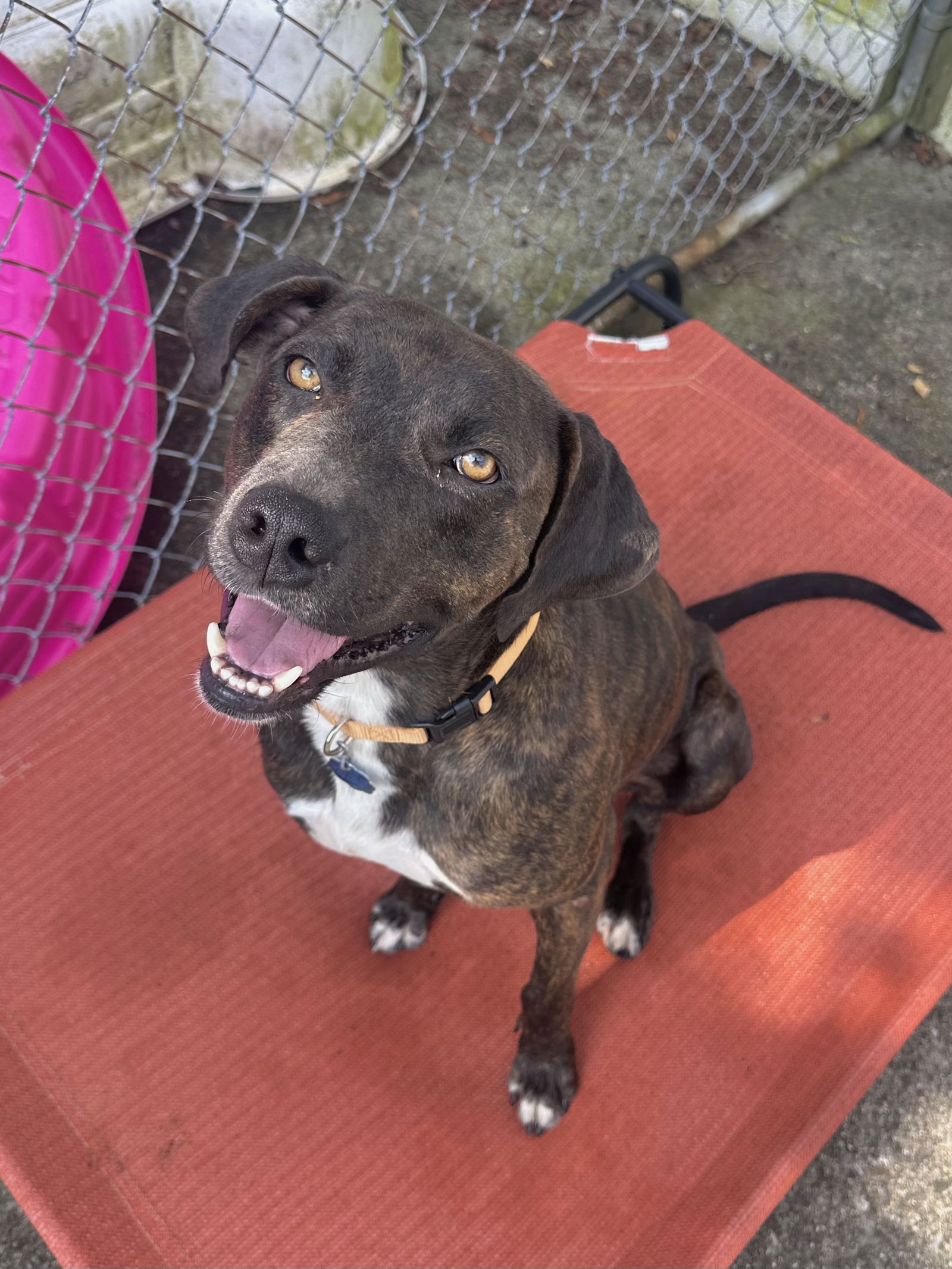 adoptable Dog in Rockaway, NJ named Allen SCAS