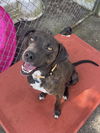 adoptable Dog in  named Allen SCAS