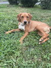 adoptable Dog in  named Cinnamon SCAS