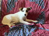 adoptable Dog in  named Princess Peach Lonestar