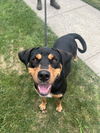 adoptable Dog in  named Brandie SCAS