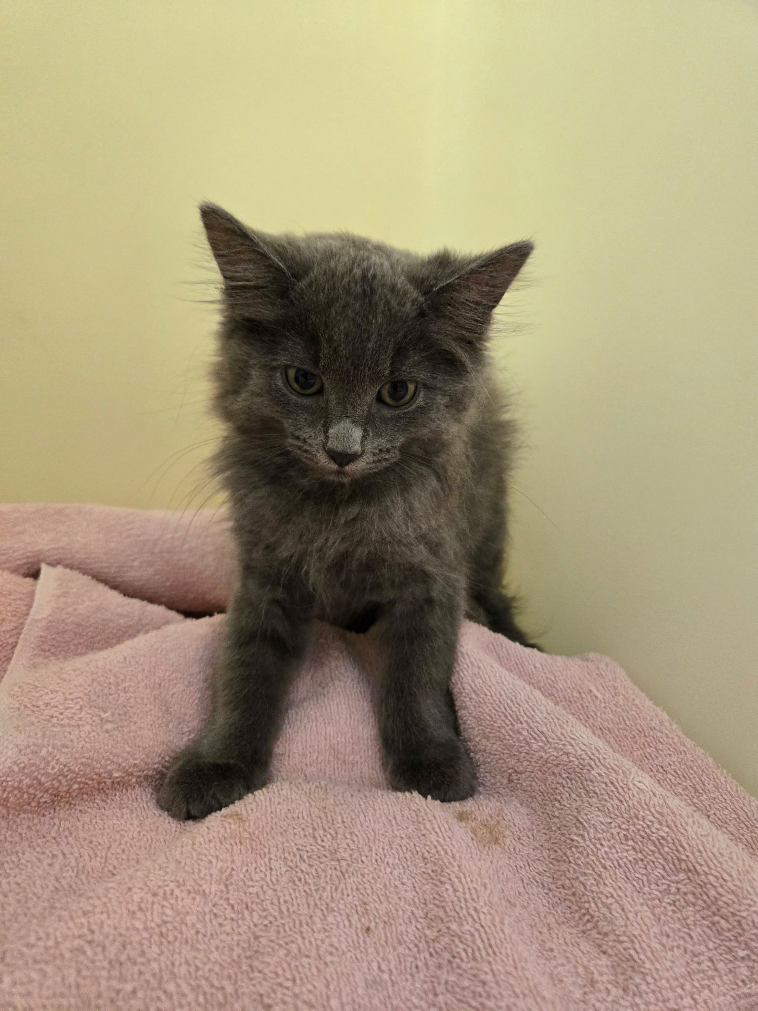 adoptable Cat in Rockaway, NJ named Iris' Pigeon KITTEN