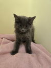 adoptable Cat in  named Iris