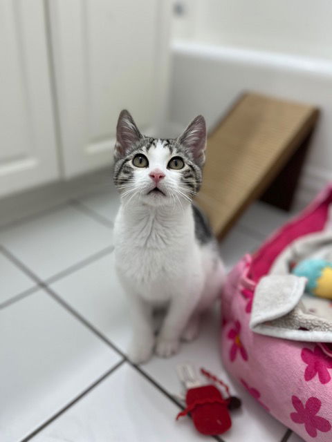 Karena KITTEN