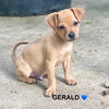 adoptable Dog in  named Ethel