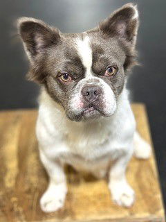 adoptable Dog in Rockaway, NJ named XP Benny - Chester, NJ