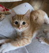 Marigold's Pippin KITTEN