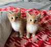 Marigold's Pippin KITTEN