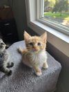Marigold's Merry KITTEN