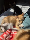 Marigold's Merry KITTEN