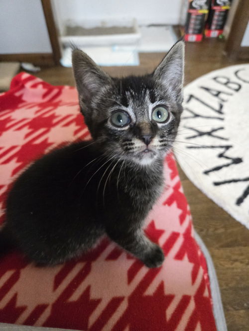 Marigold's Smeagol KITTEN
