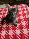 Marigold's Smeagol KITTEN