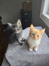 Marigold's Smeagol KITTEN