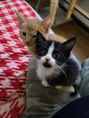 Marigold's Frodo KITTEN