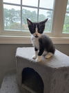 Marigold's Frodo KITTEN