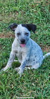 Liz Taylor Lonestar