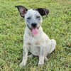 adoptable Dog in  named Liz Taylor Lonestar