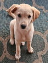adoptable Dog in  named Marilyn Monroe Lonestar