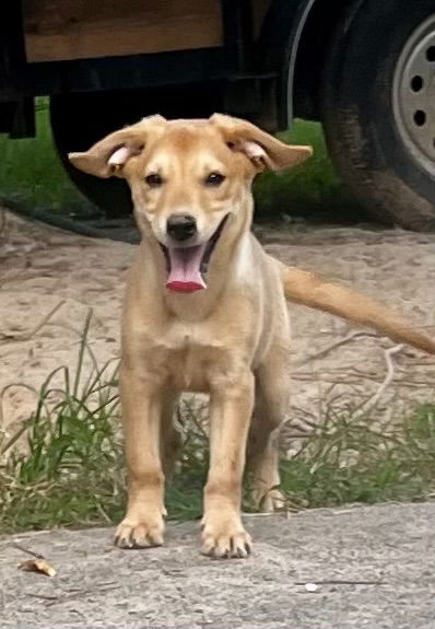 adoptable Dog in Rockaway, NJ named Joan Crawford Lonestar