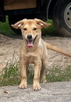 adoptable Dog in  named Joan Crawford Lonestar