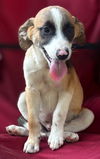 adoptable Dog in  named Brando Lonestar