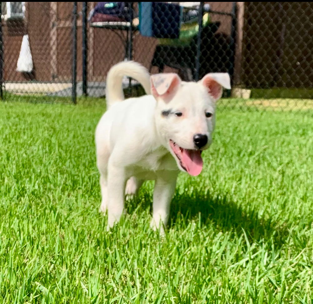 adoptable Dog in Rockaway, NJ named Bolt Lonestar