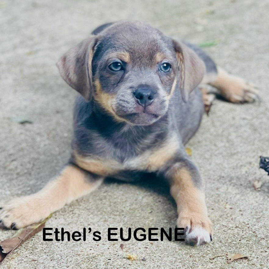 adoptable Dog in Rockaway, NJ named Ethel's Eugene Lonestar