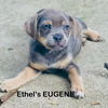 adoptable Dog in  named Ethel