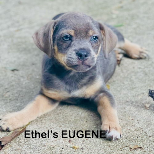 Ethel's Eugene Lonestar