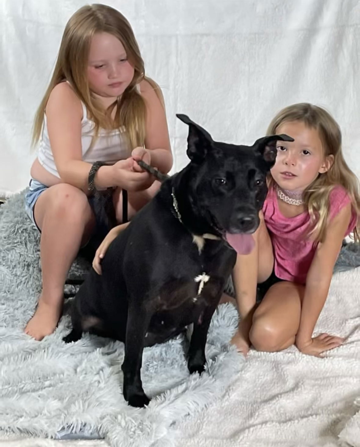adoptable Dog in Rockaway, NJ named Lilo Dixon