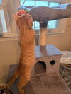 adoptable Cat in Rockaway, NJ named Chickpea