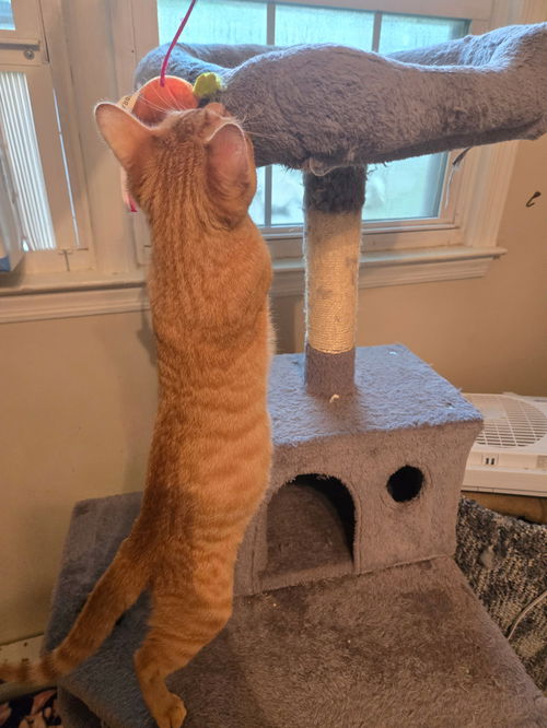 Chickpea's Frank KITTEN