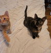 Chickpea's Frank KITTEN