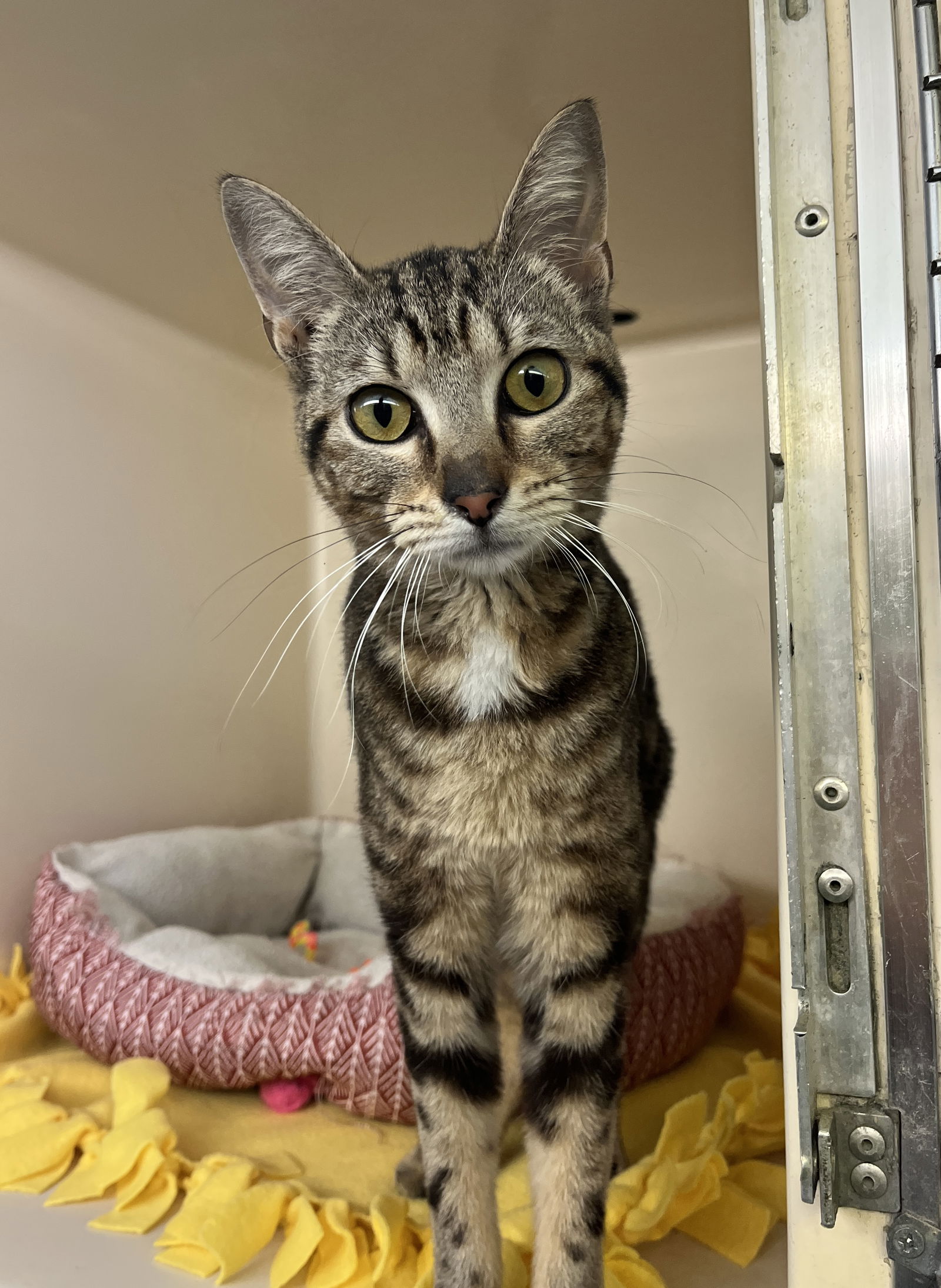 adoptable Cat in Rockaway, NJ named Claudia RM