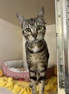 adoptable Cat in Rockaway, NJ named Claudia RM