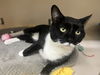 adoptable Cat in Rockaway, NJ named Bishop RM