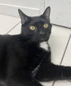 adoptable Cat in Rockaway, NJ named Simba RM