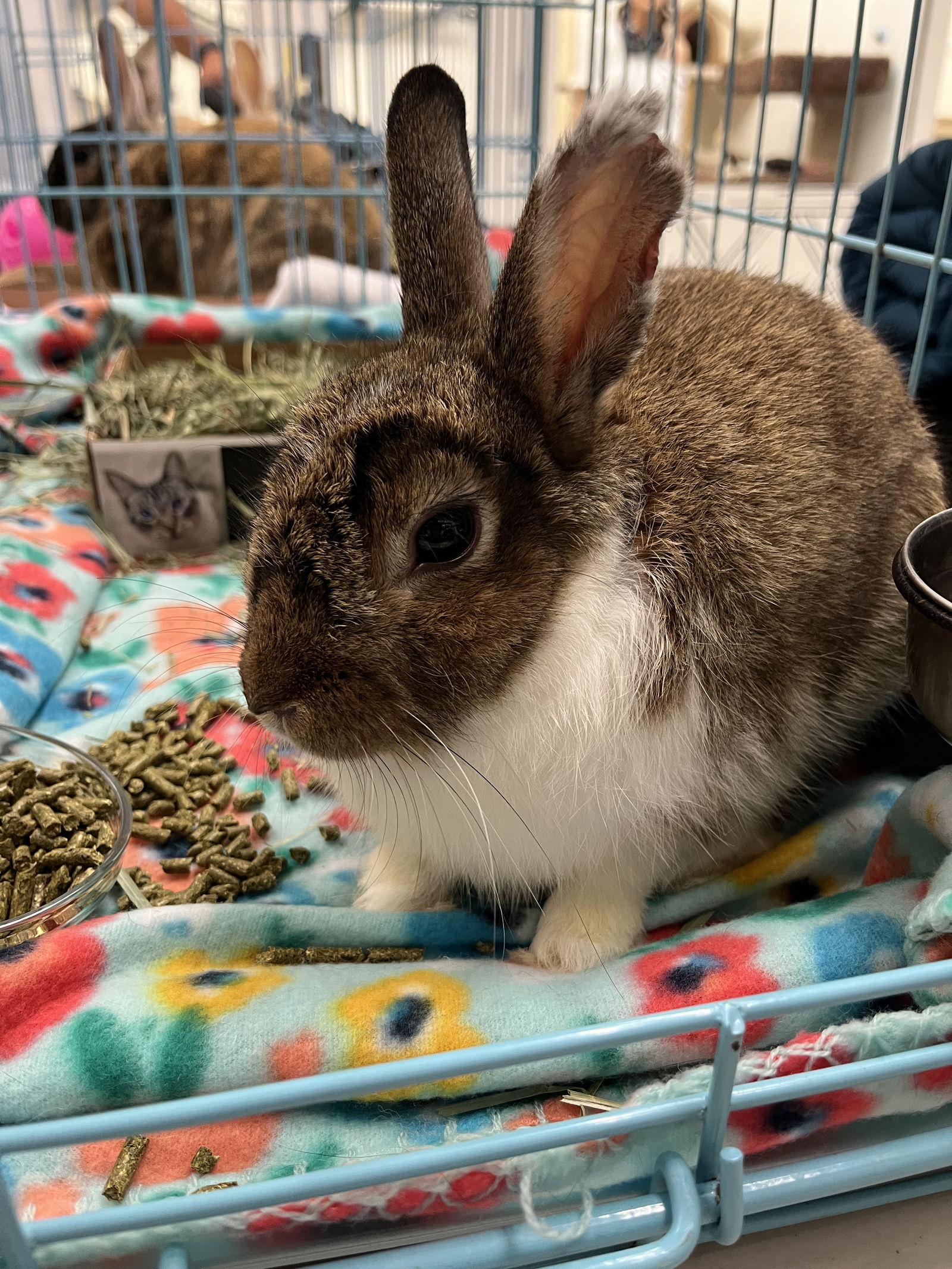 adoptable Rabbit in Rockaway, NJ named Matthew RABBIT KIT