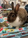 adoptable Rabbit in Rockaway, NJ named Matthew RABBIT KIT