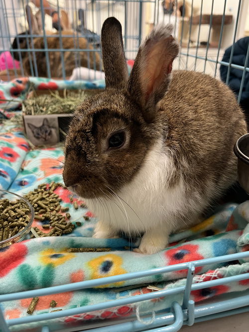 Matthew RABBIT KIT